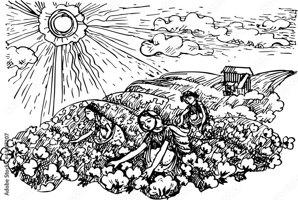 Obraz premium Girls gathering cotton in the field