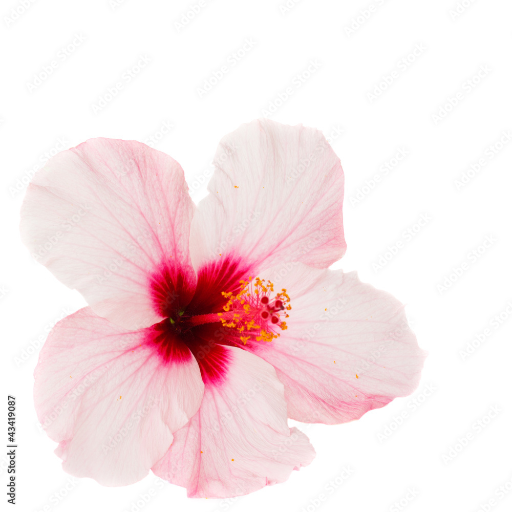 Fototapeta premium pink hibiscus flower
