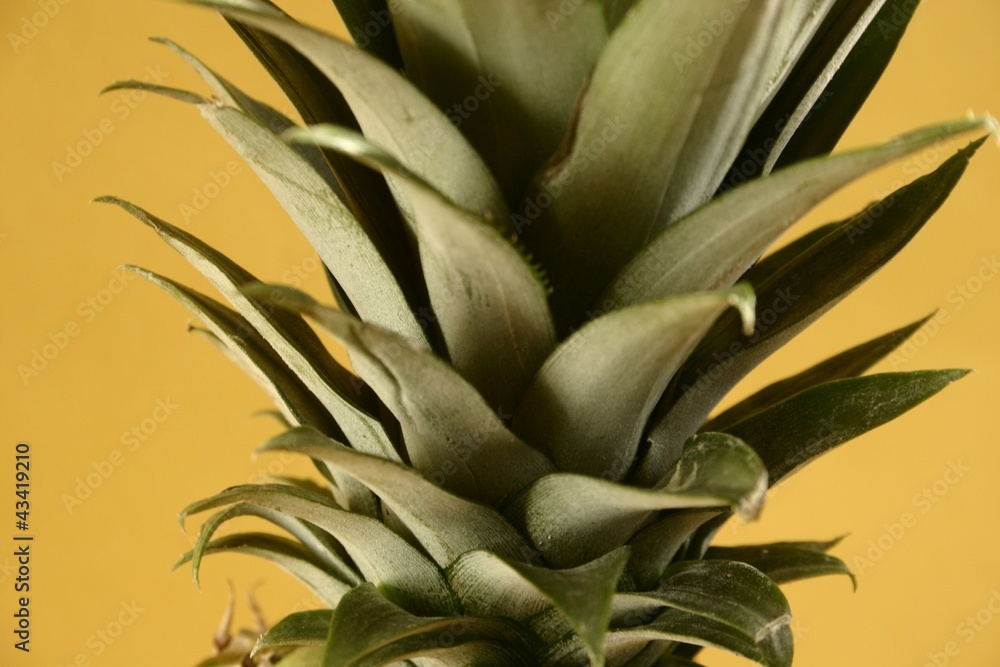 Fototapeta premium Pineapple