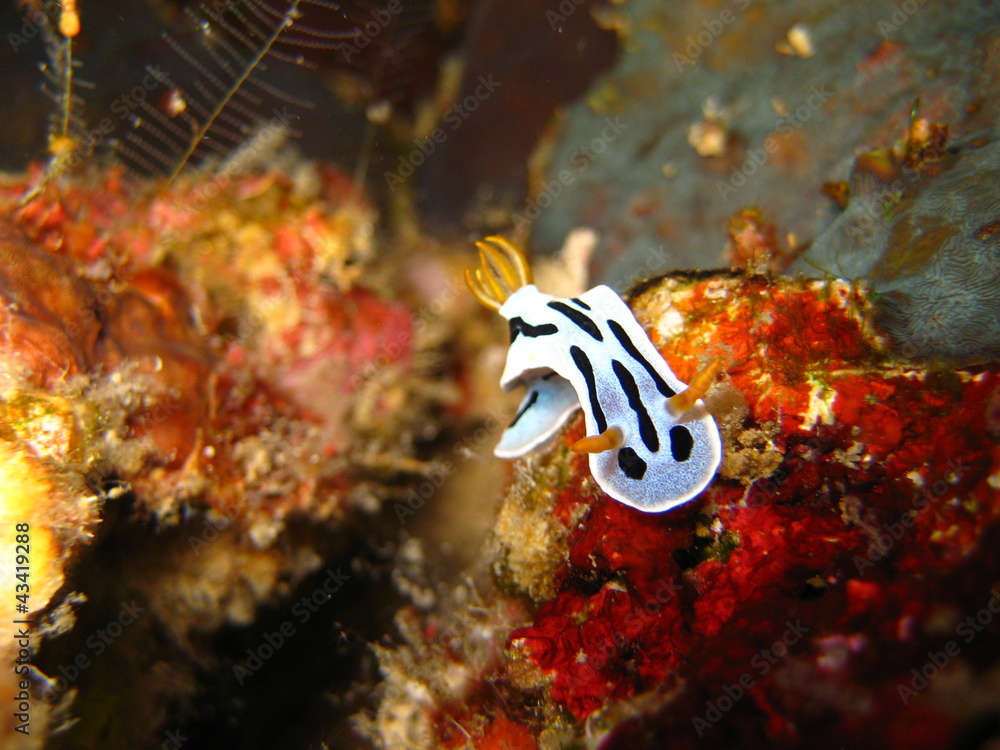 Nudibranch Nudibranch