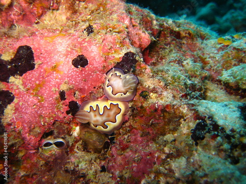 Nudibranch photo