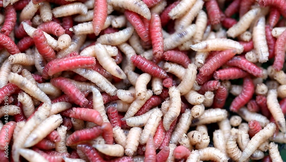 Asticots Asticots