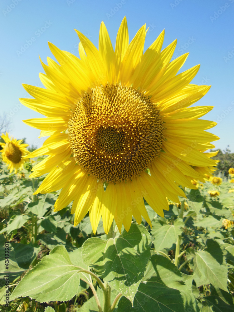 Sunflower