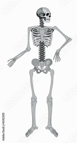 vector isolated human skeleton