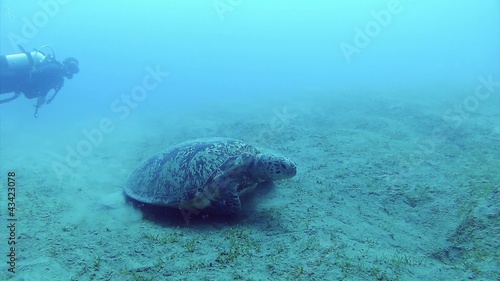 hawksbill sea turtle | turtle and diver 1080p photo