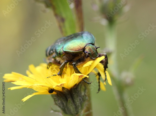 Rosenkäfer auf Blüte