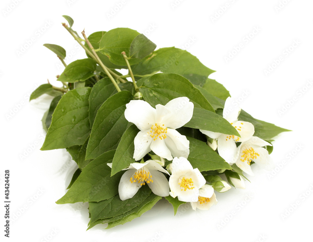 Obraz premium beautiful jasmine flowers with leaves isolated on white