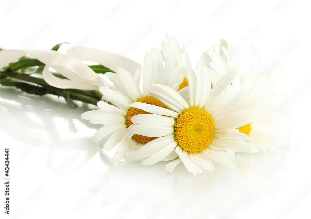 Fototapeta premium beautiful daisies flowers isolated on white