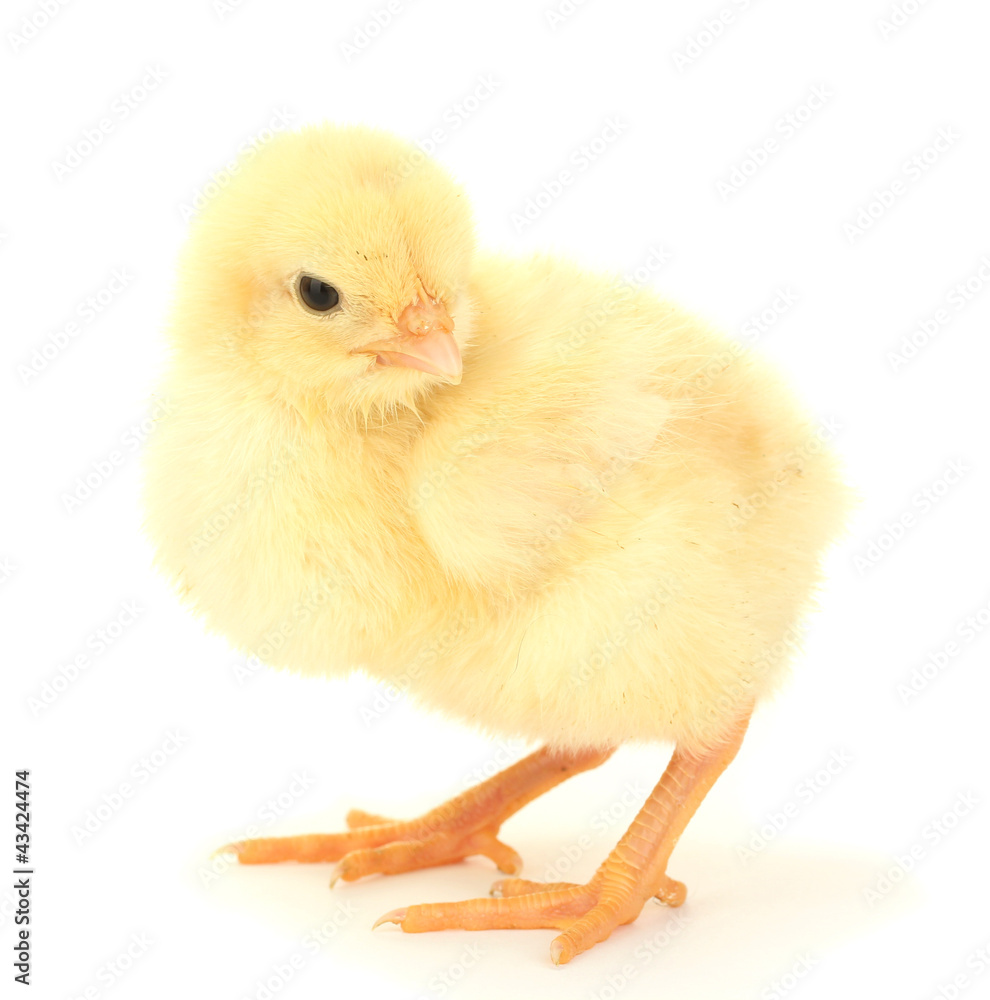 Obraz premium beautiful little chicken isolated on the white