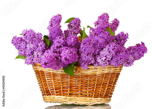 beautiful lilac flowers in basket isolated on white