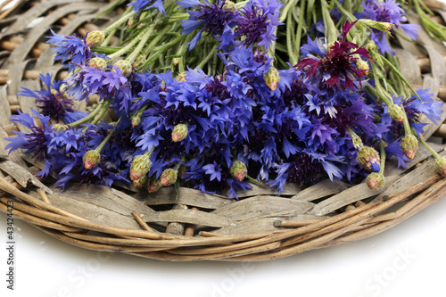 cornflowers isolated on white © Africa Studio