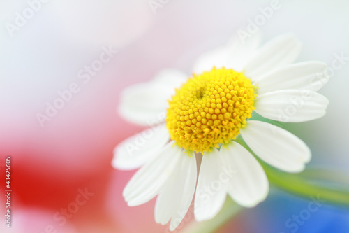 白い花 カラフルな光の反射