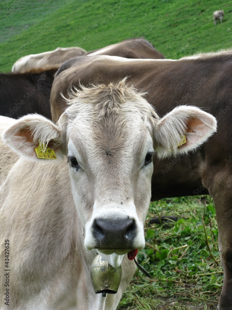 A portrait of a swiss cow A portrait of a swiss cow