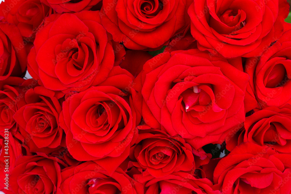 bouquet of red roses bouquet of red roses