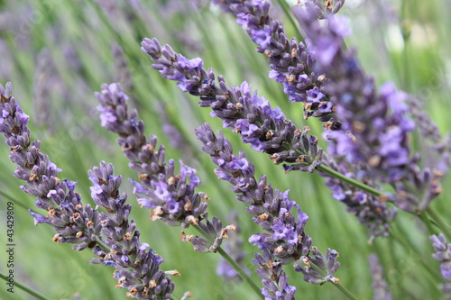 Les fleurs de lavande dans le jardin. Gros plan. photo