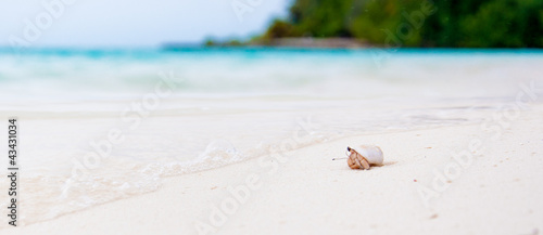 Fotografia Hermit crab watching the ocean on a white beach in Maldives