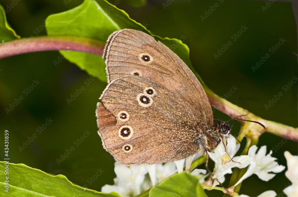 Fototapeta premium Brauner Waldvogel