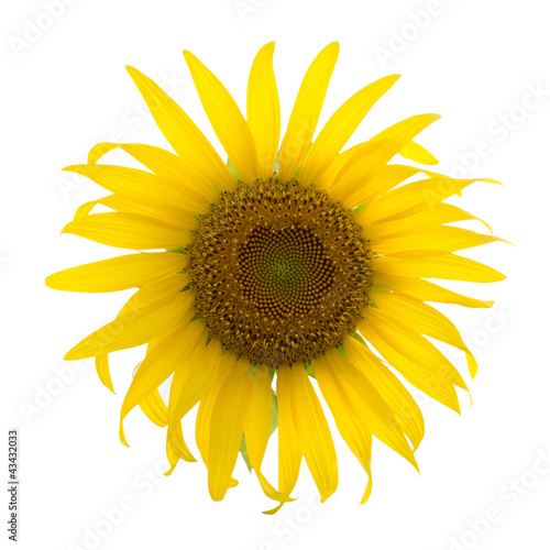 Fototapeta Naklejka Na Ścianę i Meble -  a beautiful sunflower with dew drops isolated on white