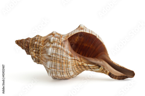 Closeup of a striped and spiral seashell