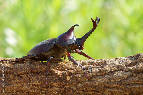 カブトムシ　‐Japanese rhinoceros beetle‐
