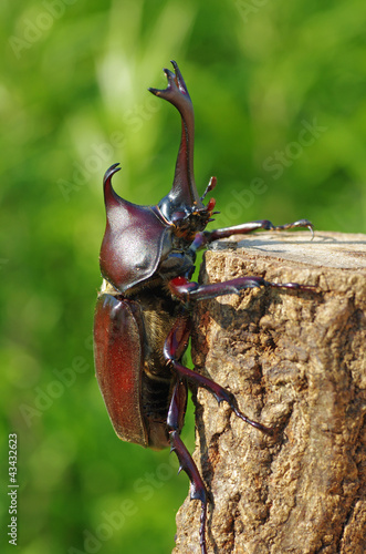 かぶと虫　‐Japanese horned beetle‐