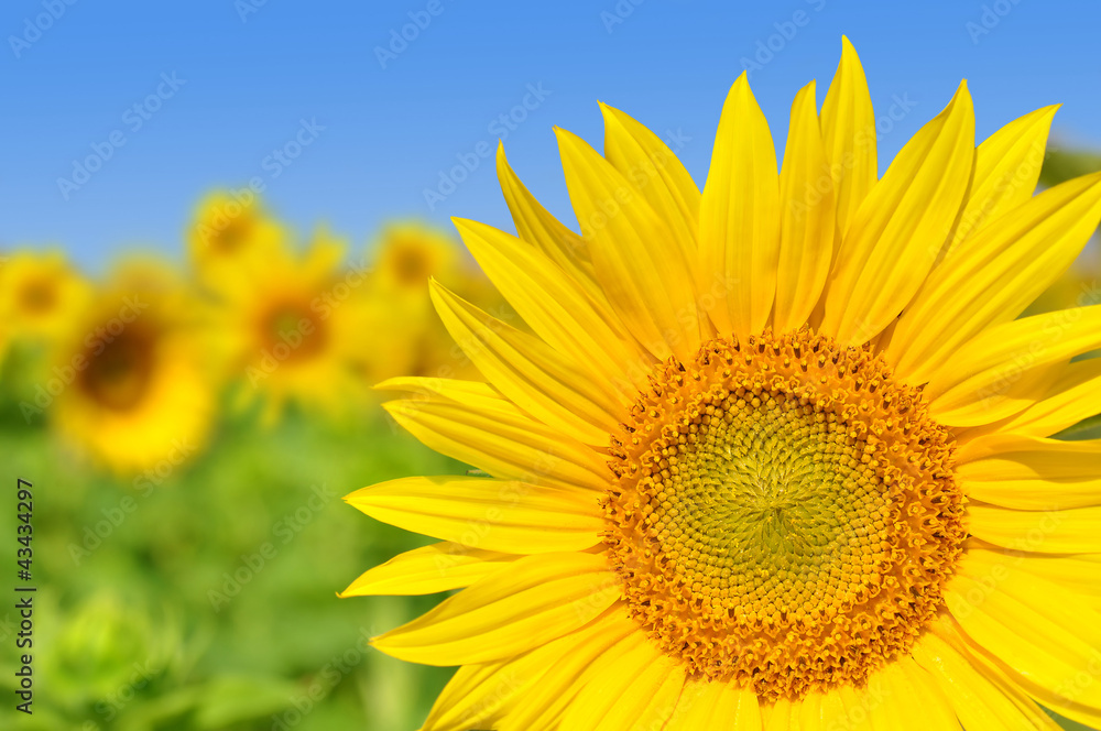 sunflower field sunflower field