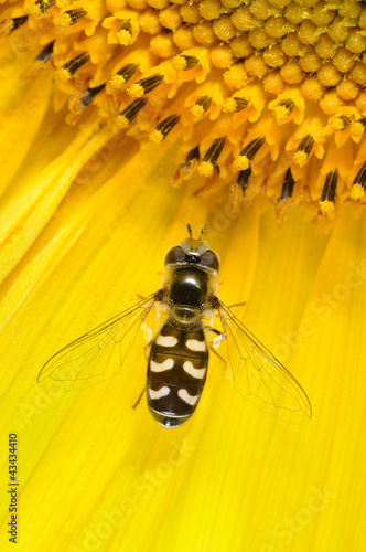 hoverfly Scaeva pyrastri on sunflower flower photo