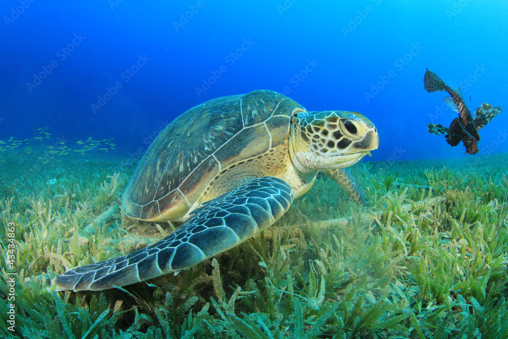 Naklejka premium Green Sea Turtle