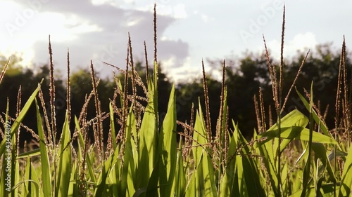 corn fields photo