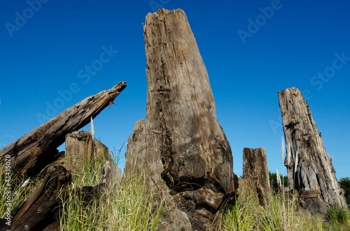 Kauri trees photo