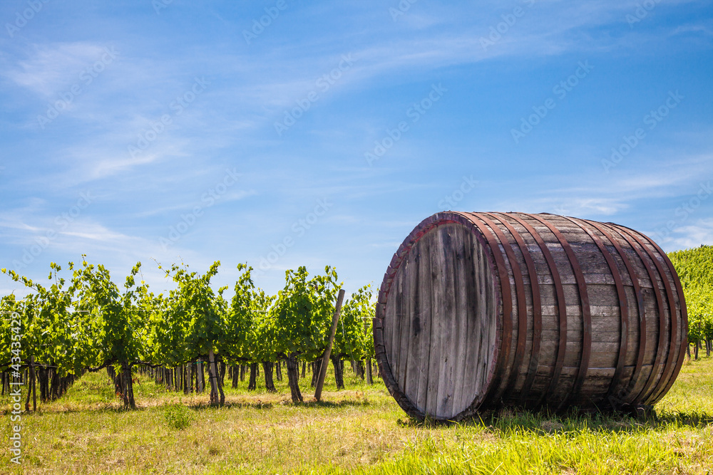 Fototapeta premium Tuscany wineyard