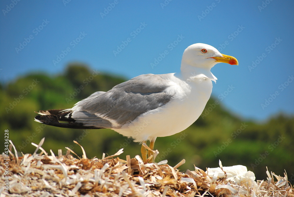Obraz premium Seagull