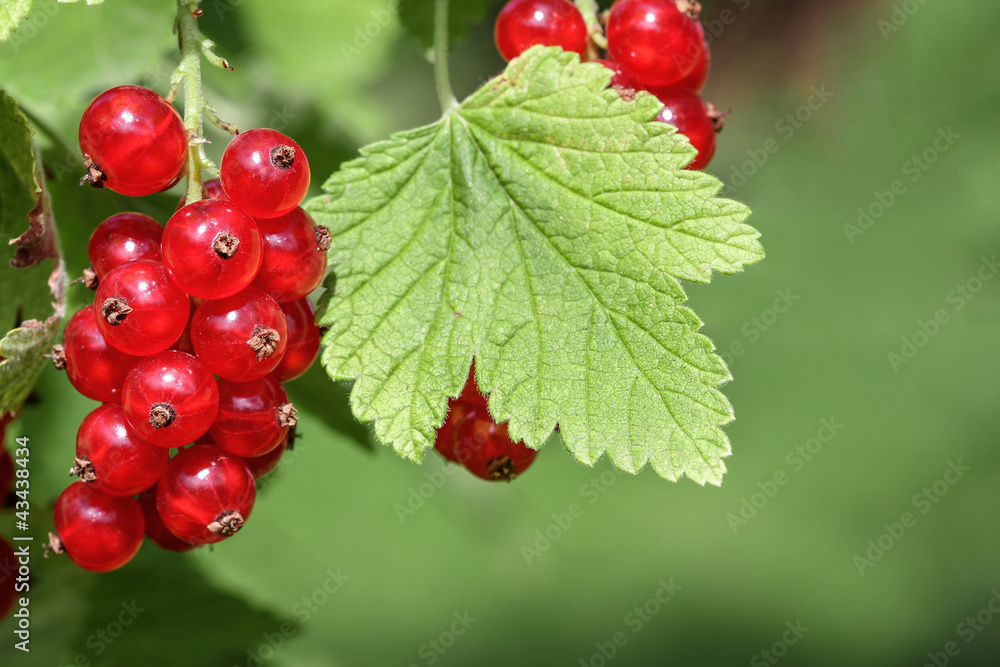 Johannisbeeren im Garten, red currants Johannisbeeren im Garten, red currants