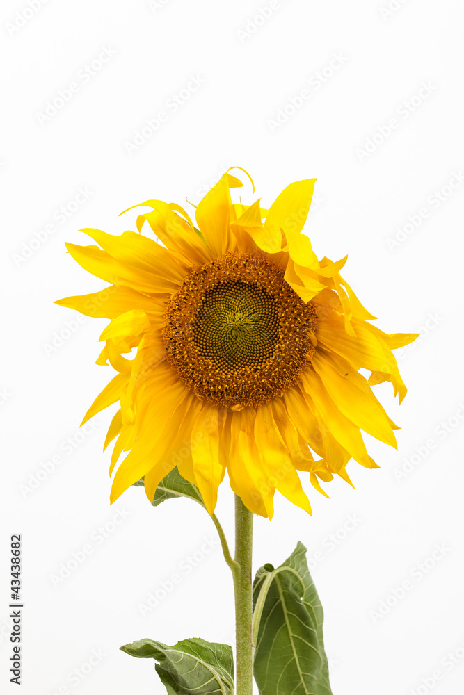 Fototapeta premium Sonnenblume