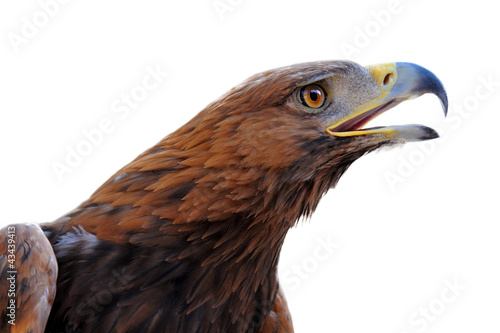 aigle royal, Aquila chrysaetos photo