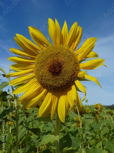 tournesol