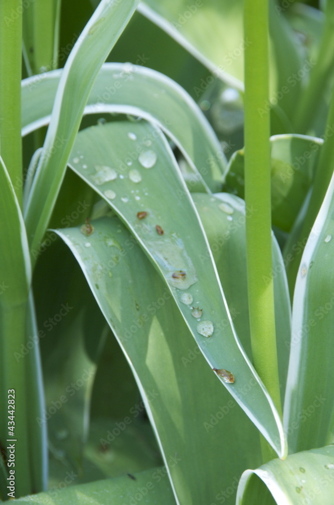 Obraz premium Gocce sulla foglia