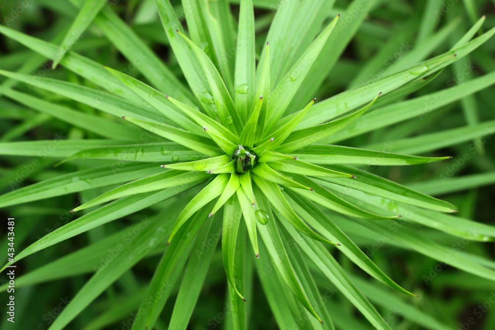 Green plant background Green plant background