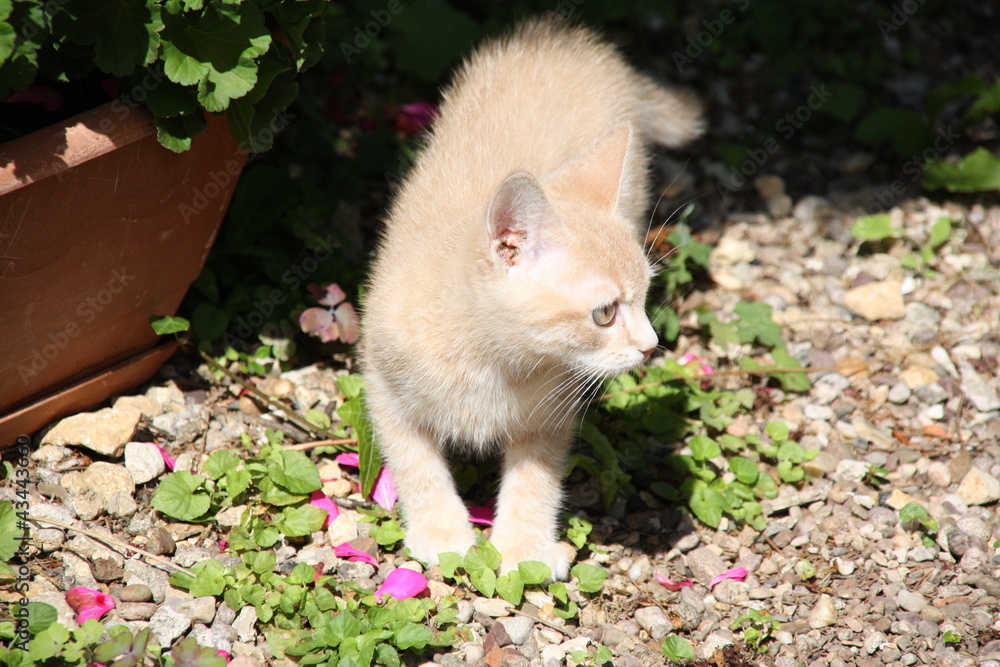 Fototapeta premium Chaton joue dans l herbe dehors extérieur adorable
