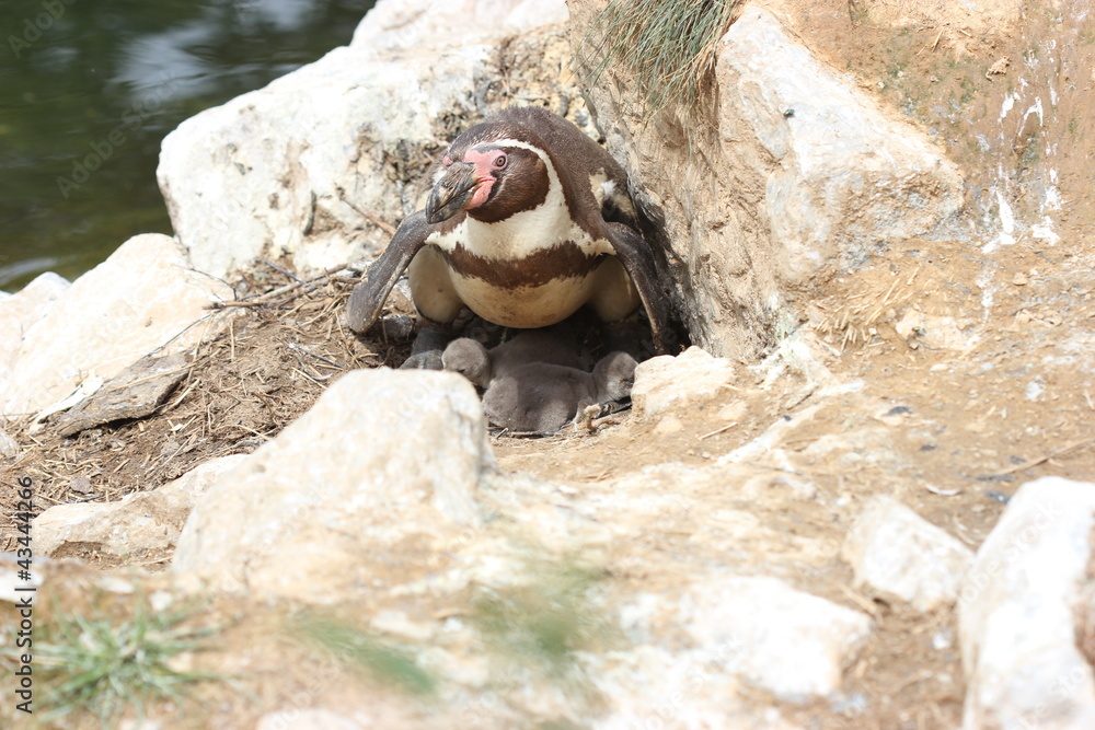 Obraz premium Humboldt-Pinguinmutter mit zwei frisch geschlüpften Küken