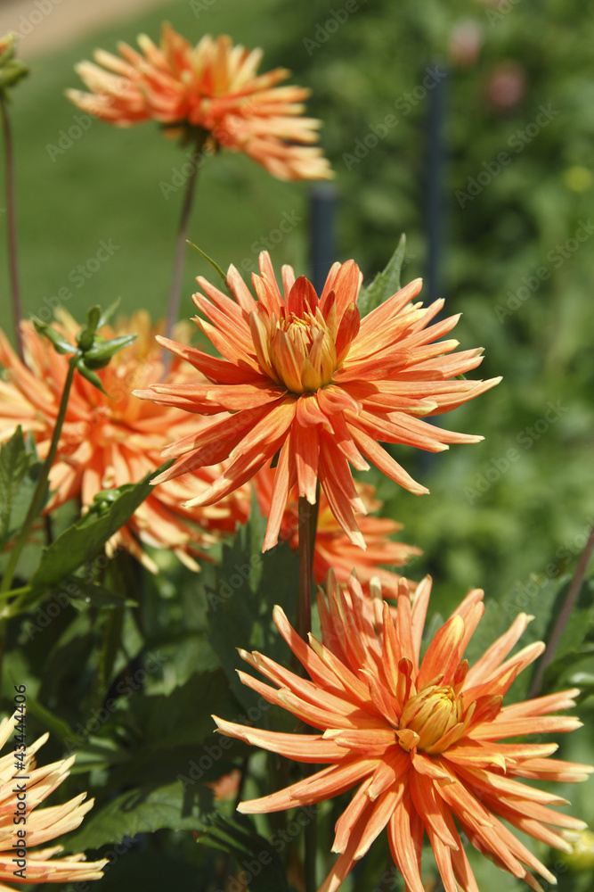 fleurs du jardin fleurs du jardin