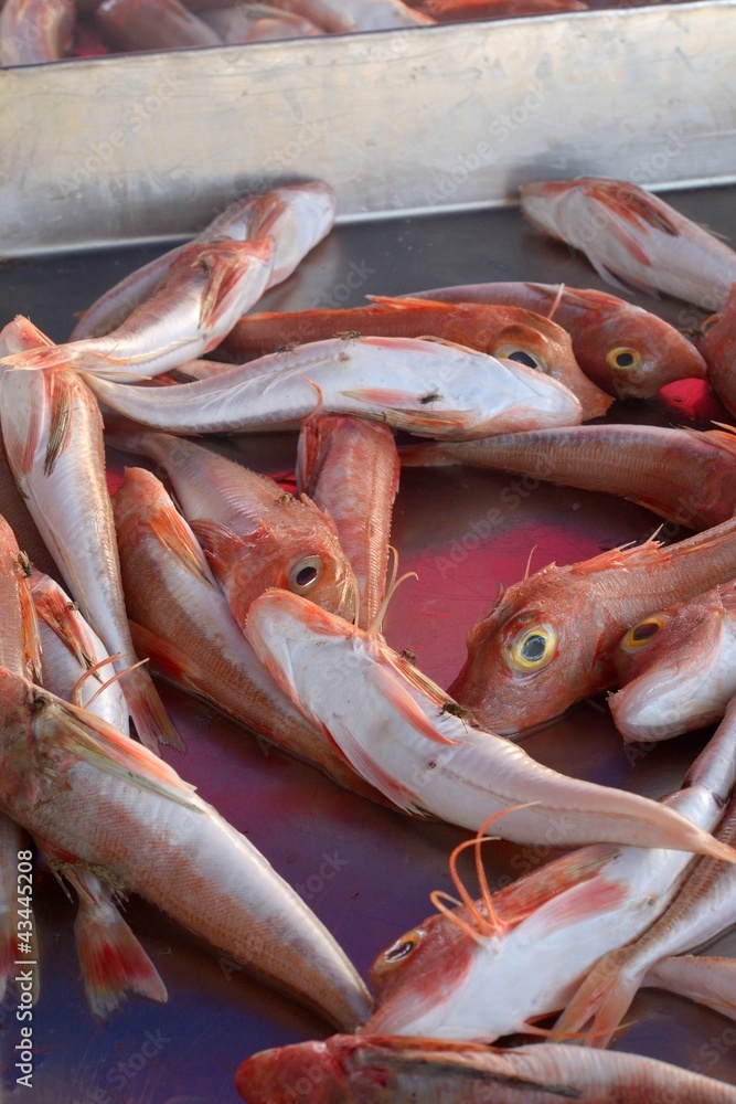 Auslage auf Fischmarkt in Malta