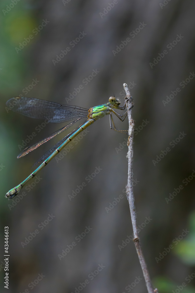 Libellula sul rametto Libellula sul rametto