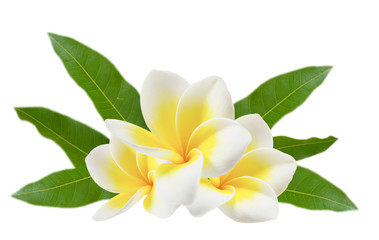 Keuken achterwand Frangipani Tropische plumeria bloemen in tuin  © rakT
