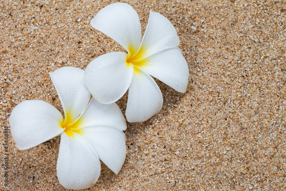 Frangipani flower on sand Frangipani flower on sand