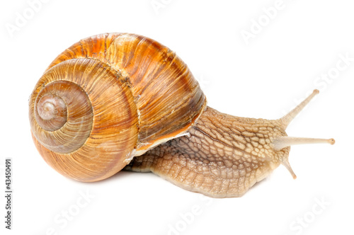 Roman (Edible) Snail Isolated on White Background