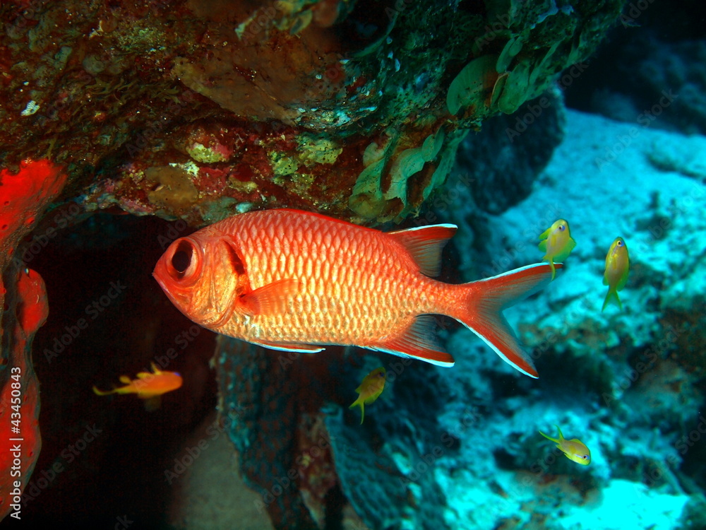 Naklejka premium Fish-soldier, Red sea,Dahab