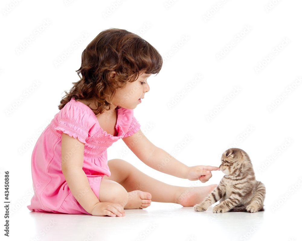 little kid playing with Scottish fold kitten little kid playing with Scottish fold kitten