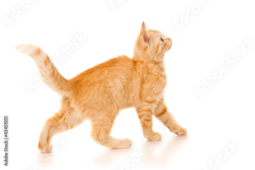 Playful kitten isolated on white