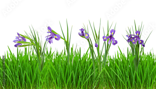Fototapeta Naklejka Na Ścianę i Meble -  iris flowers in  grass border. Isolated on white